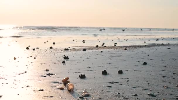 Ракушки Песке Пляже Солнечный Свет Морских Волнах Берегу — стоковое видео