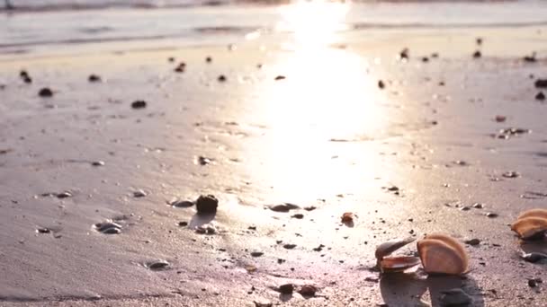 Seashells Nella Sabbia Sulla Spiaggia Luce Del Sole Nelle Onde — Video Stock