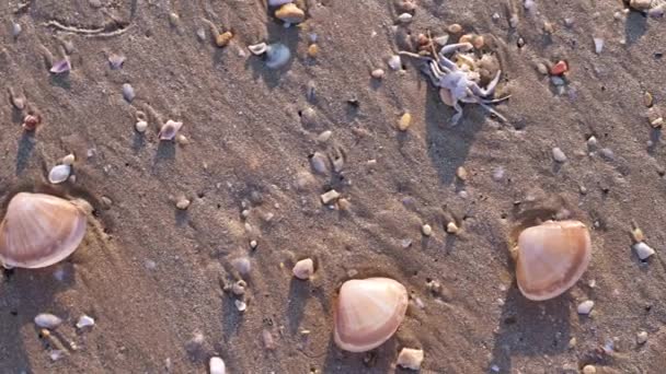 Αυγή Στην Παραλία Και Κοχύλια Στην Άμμο Πρωινές Ακτίνες Του — Αρχείο Βίντεο