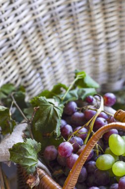 Sepetteki Üzümler. Bir kır evinde. Ev yapımı şarap için seçilmiş üzüm koleksiyonu. Ekolojik ürünler. Seçici odaklanma ve renkli fotoğraf. Arkaplan