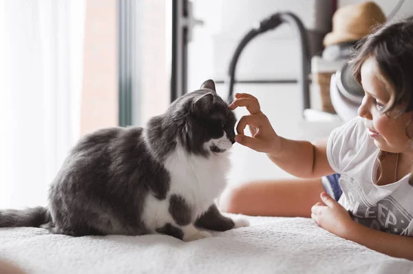 Uma menina brinca com um gato na cama do quarto. A amizade de pessoas e animais. Relações e amor para animais de estimação — Fotografia de Stock