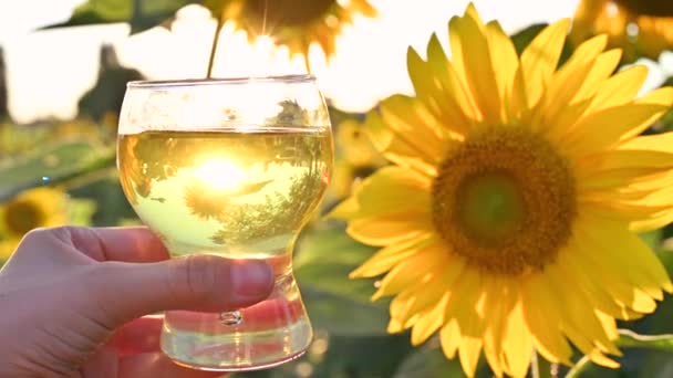Vegetable oil is pouring from the vessel against the background of large ripe sunflowers in the field. The concept of biological products, farming. Yellow flowers. Soft focus, sun glare in the frame. — Stock Video