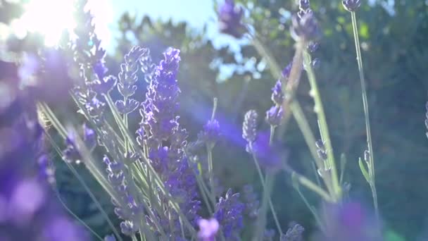 Lavender field in Provence, France. Blooming Violet fragrant lavender flowers. Growing Lavender swaying on wind over sunset sky, harvest. Sun glare and bokeh. Close Up. SLOW MOTION — Stock Video