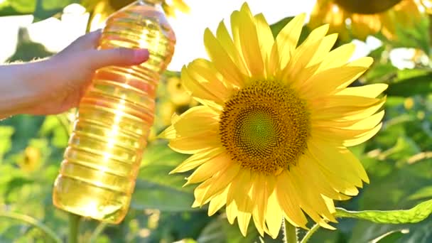 Rostlinný olej v láhvi na pozadí velkých zralých slunečnic na poli. Koncept biologických produktů, zemědělství. Žluté květy. Jemné zaostření, sluneční svit v rámu. — Stock video