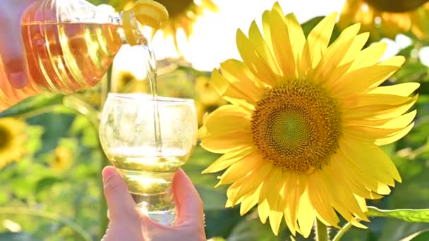 Velké slunečnicové květiny na slunci. Žluté květy na poli v Itálii. Koncept zemědělství, ekologicky šetrné produkty. Pěstování semen na olej. Bokeh, selektivní zaměření. — Stock video