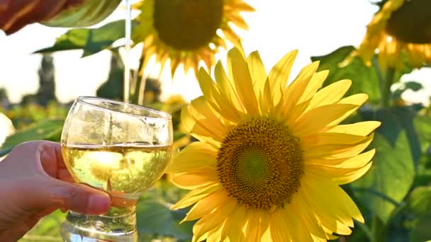 Stora solrosor i solljuset. Gula blommor på en bondgård i Italien. Begreppet jordbruk, miljövänliga produkter. Odlar frön för olja. Bokeh, selektivt fokus. — Stockvideo