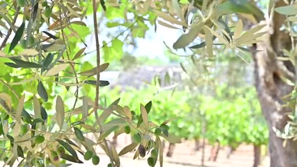 Drzewo oliwne, gałęzie z owocami z bliska. Ruch liści i jagód w ramie. Słońce piękne bokeh. Włoskie gospodarstwo w miejscowości. — Wideo stockowe