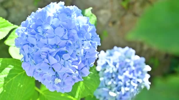 蓝色的水壶，花园里的特写。春天的自然. — 图库视频影像
