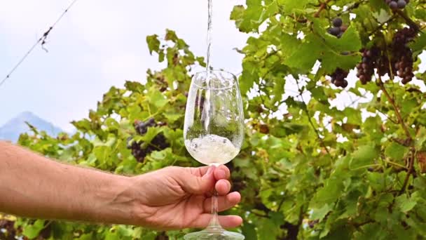 Weißwein wird in ein Glas gegossen. — Stockvideo