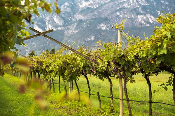 Raccolta dell'uva. Vigneti sul Lago di Garda. La natura dell'Italia, — Foto Stock