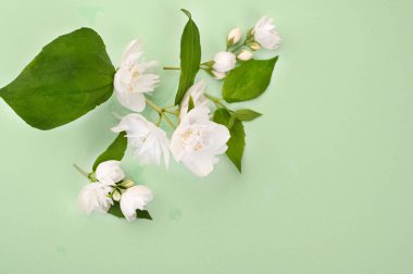 Yeşil arka planda taze yasemin çiçekleri. Beyaz bahar çiçekleri. Metin için model ve boş alan.