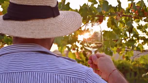 Muž se sklenkou bílého vína. Osoba mezi vinicemi Itálie při západu slunce. Sklizeň hroznů na farmě v Toskánsku. Sluneční záře v rámu, selektivní ostření.