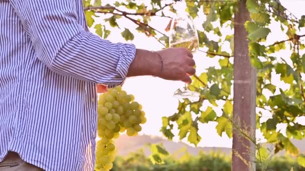 A man with a glass of white wine. A persona among the vineyards of Italy. Harvesting grapes on a farm in Tuscany. Sun glare in the frame, selective focus. — Stock Video