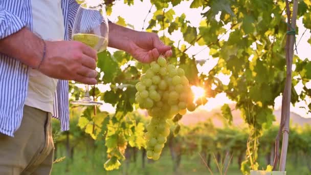 Un hombre con una copa de vino blanco. Una persona entre los viñedos de Italia. Cosechando uvas en una granja en Toscana. Deslumbramiento solar en el marco, enfoque selectivo. — Vídeos de Stock