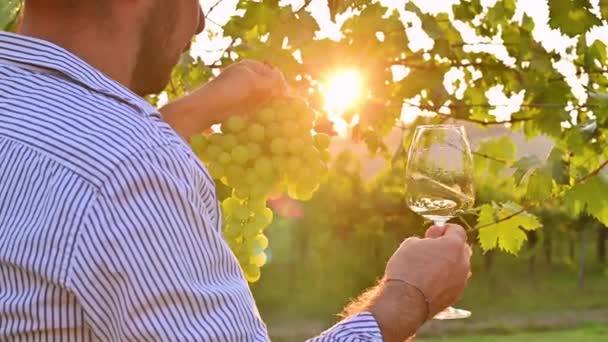 白ワインのグラスを持った男。日没時にイタリアのブドウ畑の中の人。トスカーナの農場でブドウを収穫。フレーム内の太陽のグレア、選択的フォーカス. — ストック動画