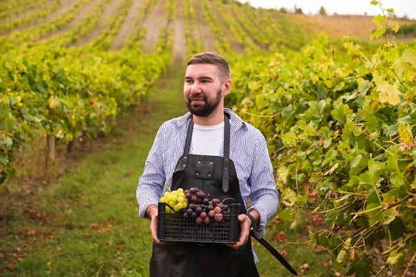 Un uomo tiene in mano una scatola d'uva. Vendemmia Persona in azienda agricola sulle colline italiane per la produzione di vino. — Foto Stock