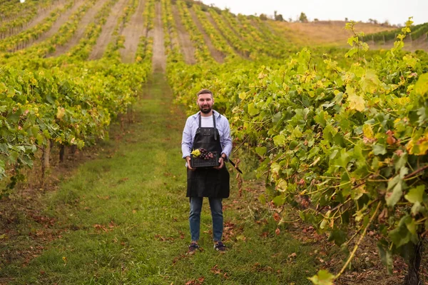 Muž drží krabici hroznů na farmě v Toskánsku. Období sklizně pro výrobu vína. — Stock fotografie