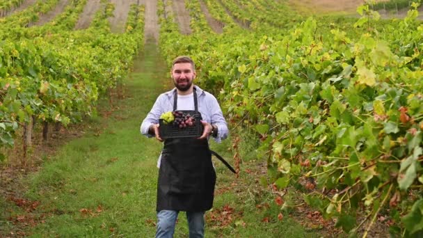 Hombre con una caja de uvas en los viñedos. Un hombre de negocios en la cosecha en una granja en Italia. Filmación al aire libre en las colinas de Toscana, Italia. — Vídeo de stock