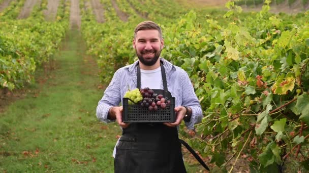 Człowiek z pudełkiem winogron w winnicach. Biznesmen podczas żniw na farmie we Włoszech. Kręcenie na świeżym powietrzu na wzgórzach Toskanii, Włochy. — Wideo stockowe