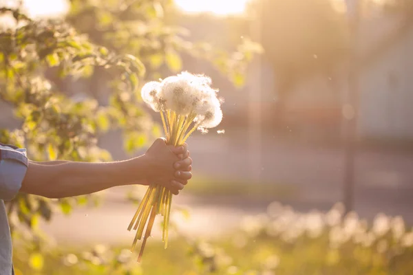 Dandelions Eller Buket Yaz Günbatımı Üzerinde Tutan Çocuk — Stok fotoğraf
