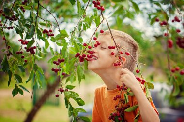 Çocuk bir ağaçtan kırmızı kiraz bahçelerinde evde yaz gününde tespit.