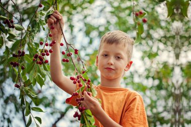 Çocuk bir ağaçtan kırmızı kiraz bahçelerinde evde yaz gününde tespit.