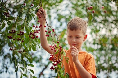 Çocuk bir ağaçtan kırmızı kiraz bahçelerinde evde yaz gününde tespit.