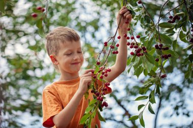 Çocuk bir ağaçtan kırmızı kiraz bahçelerinde evde yaz gününde tespit.
