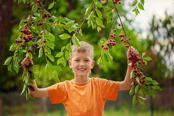 Ребенок Собирает Красные Вишни Дерева Саду Дома Летний День — стоковое фото