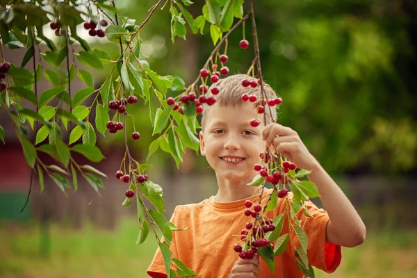 Ребенок Собирает Красные Вишни Дерева Саду Дома Летний День — стоковое фото