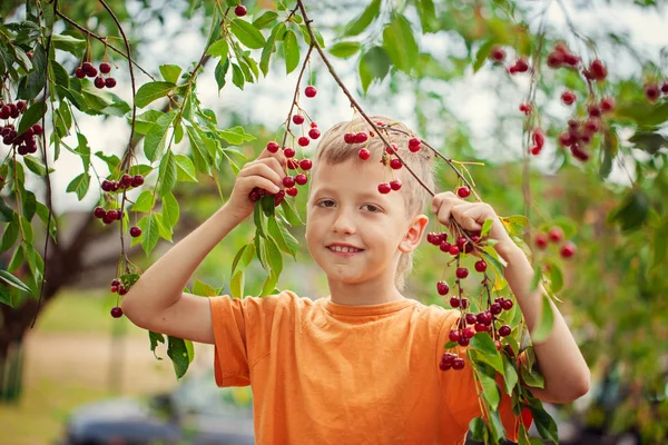 Child Picking Red Cherries Tree Garden Home Summer Day — Stock Photo, Image