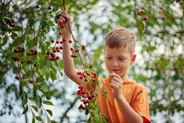 Çocuk bir ağaçtan kırmızı kiraz bahçelerinde evde yaz gününde tespit.