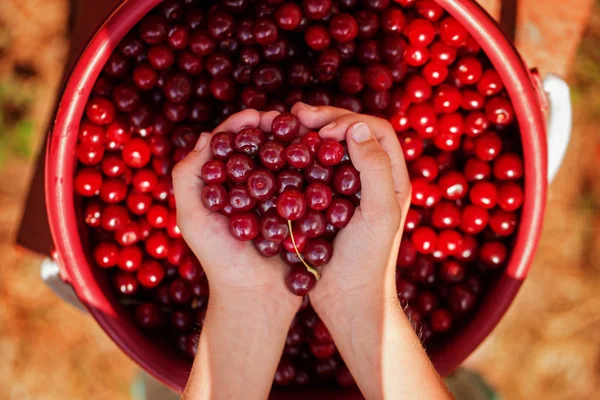 Child Hand Holding Red Sweet Cherries — Stock Photo, Image