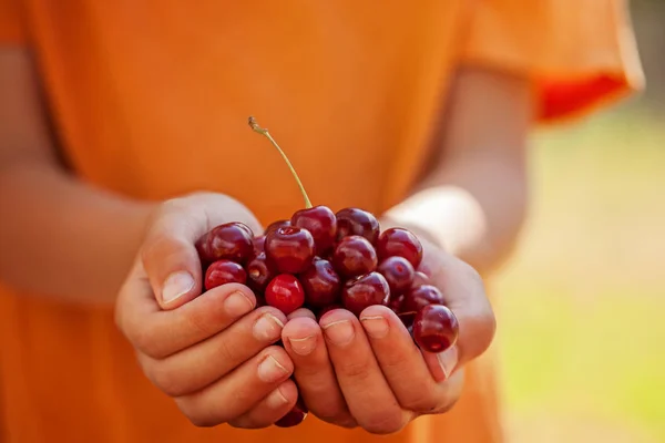 Child Hand Holding Red Sweet Cherries — Stock Photo, Image