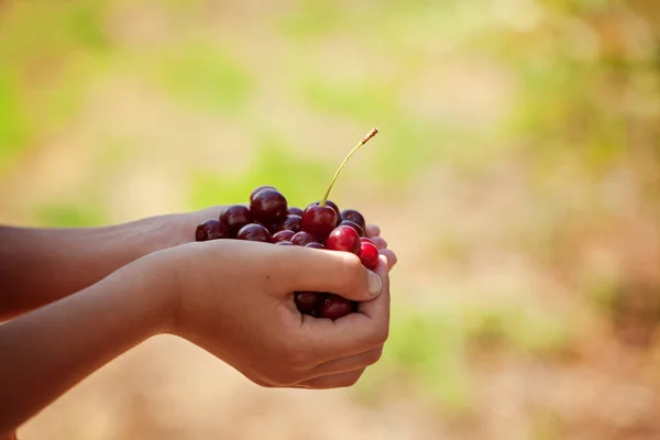 Child Hand Holding Red Sweet Cherries — Stock Photo, Image