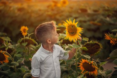 Mutlu yakışıklı yaz günbatımı içinde Ayçiçeği tarlası Tarih