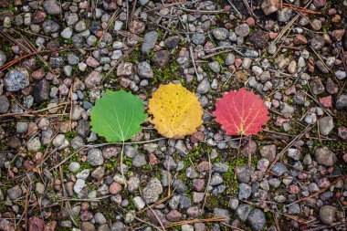 Arka plan renkli sonbahar yaprakları. Yaprakları koyu arka plan üzerinde.