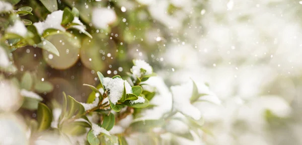 雪の降る冬の日の茂みツゲの木のバナー常緑生垣 — ストック写真