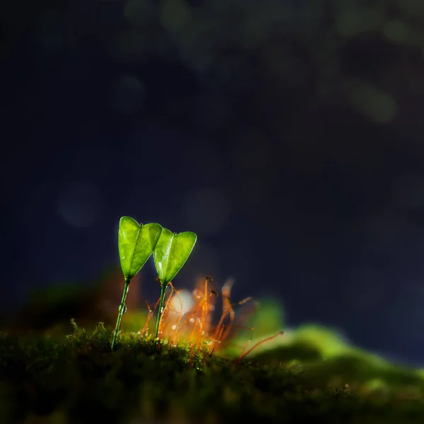 Dunkler Naturhintergrund Mit Grünen Blättern Herzform Abstraktes Konzept Der Liebe — Stockfoto