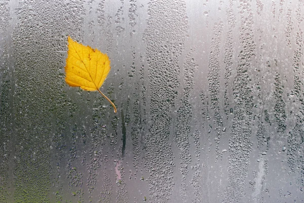 Yellow autumn leaf on window after rain. Concept autumn mood