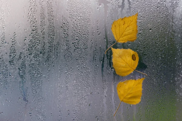 Three Yellow autumn leaves on window after rain. Concept autumn mood