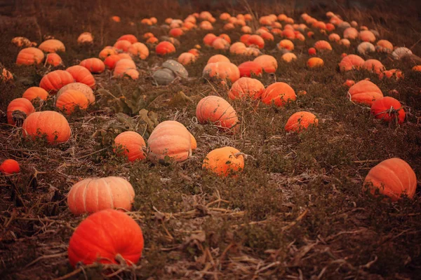 Pumpkin Field Organic Vegetable Farming Harvest Season October — Stock Photo, Image