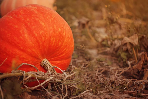 Campo Abóboras Cultivo Vegetal Orgânico Temporada Colheita Outubro — Fotografia de Stock