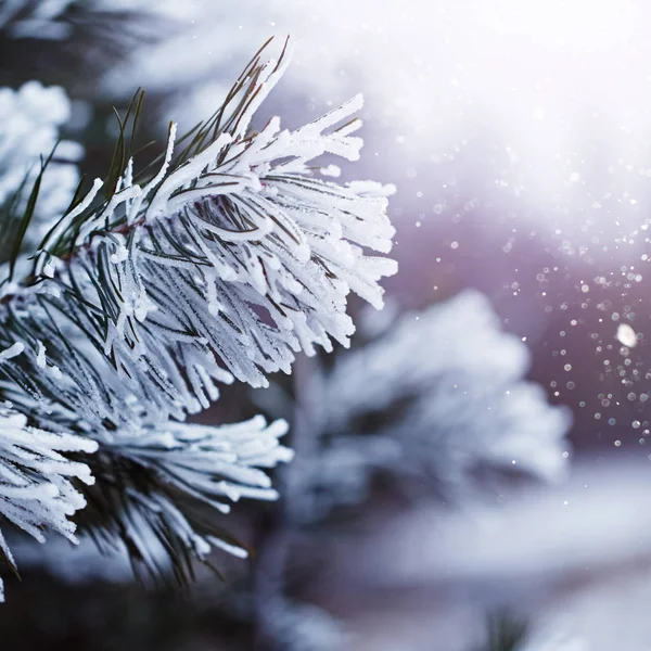 Vinter Natur Bakgrund Vintern Frost Brunch Torget — Stockfoto