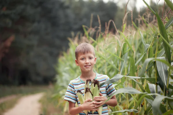 在户外的农场里抱着孩子 拿着玉米采摘 玉米收获 — 图库照片