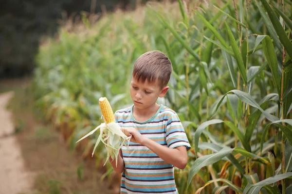 Kid Boy Holding Picking Corn Farm Field Outdoors Corn Harvest — Stock Photo, Image