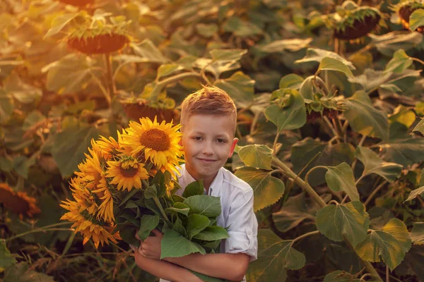 Bambino Felice Con Mazzo Bei Girasoli Campo Girasole Estivo Tramonto — Foto Stock