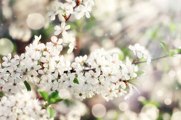 Ramas Cerezo Flor Con Enfoque Suave Fondo Naturaleza Hermosa Imagen —  Fotos de Stock