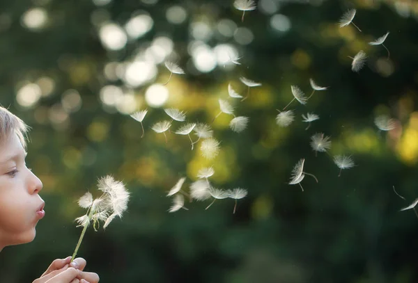 Ritratto bambino all'aperto in natura soffia un dente di leone alla soleggiata serata estiva . — Foto Stock