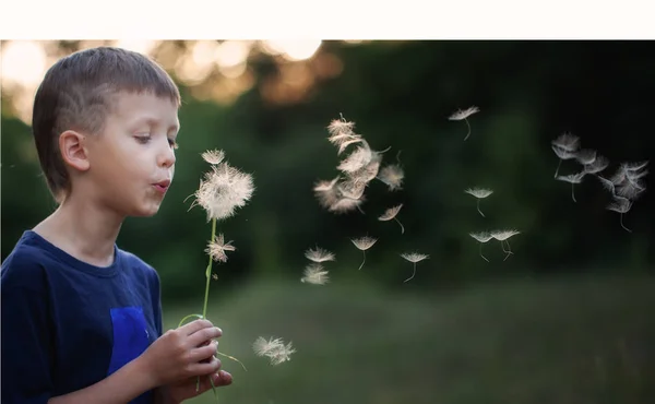 Portrait child outdoors in nature blowing a dandelion at sunny summer evening. — Stock Photo, Image